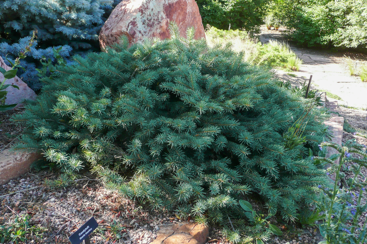Mesa Verde Spruce
